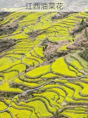 江西油菜花