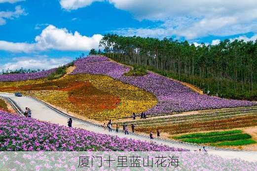 厦门十里蓝山花海