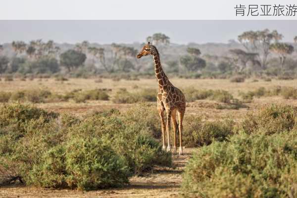 肯尼亚旅游