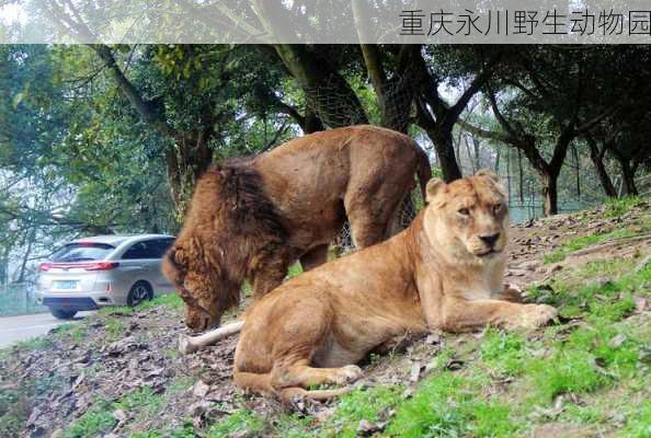 重庆永川野生动物园