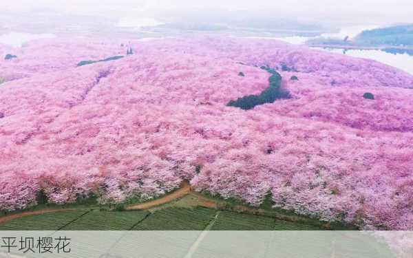 平坝樱花