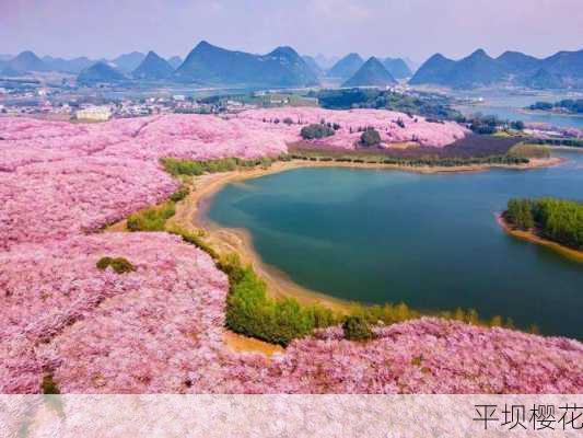 平坝樱花