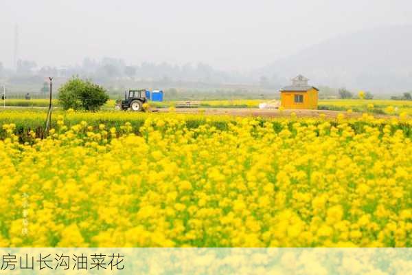 房山长沟油菜花