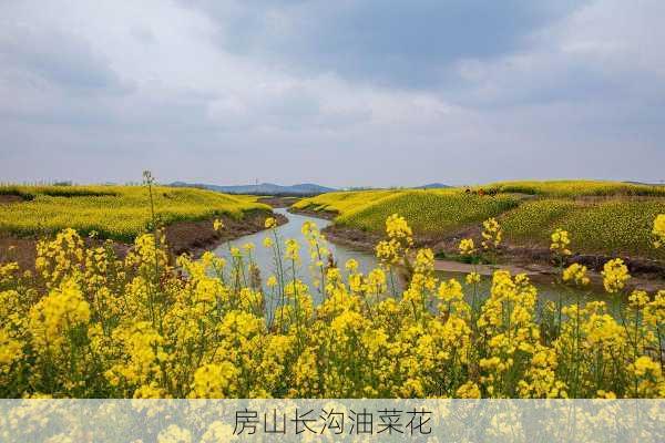 房山长沟油菜花