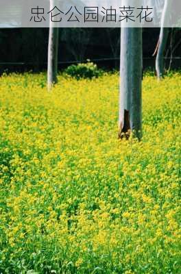 忠仑公园油菜花