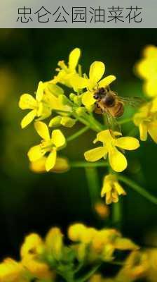 忠仑公园油菜花