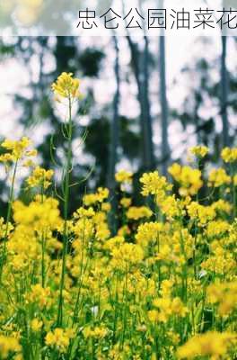 忠仑公园油菜花